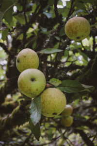 The Apples