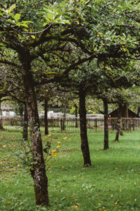 The Orchard